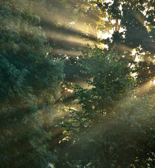 Sunbeams in strong fog in the forest
