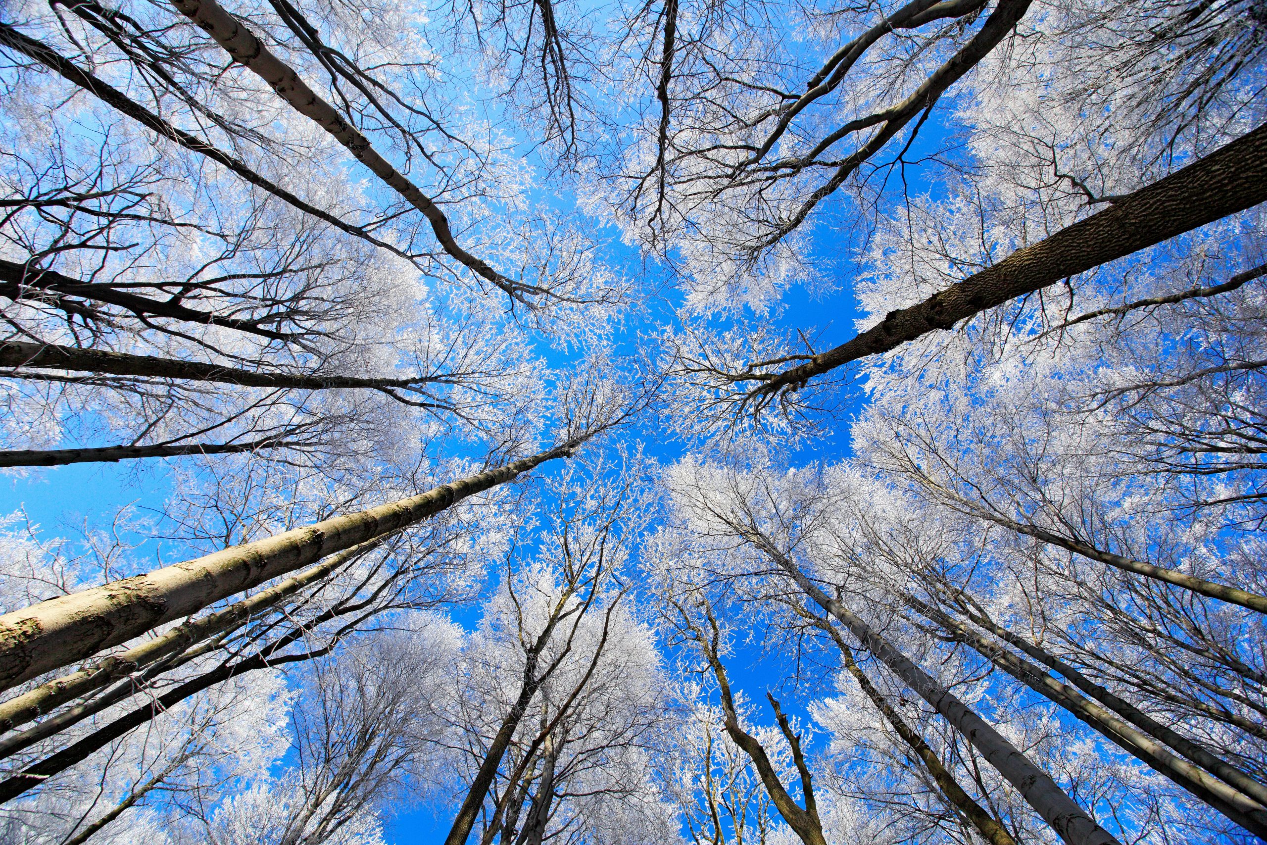 Keywords: sky;tree;blue;dark;mountain;scene;hill;cold;snowy;clear;nobody;natural;park;white;cloud;travel;view;january;day;freeze;top;sun;ice;season;wood;tall;treetop;forest;climate;winter;wilderness;weather;terrain;mist;beauty;outdoors;scenic;country;tourism;frost;beautiful;snow;rime;nature;idyllic;europe;oak;landscape;glaze;germany
